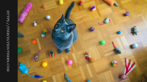 A Cat Surrounded By Cat Toys Looking up With Those Beautiful Eyes. - fiercelysouthern