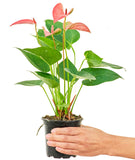 Photo of Anthurium Pink Flamingo Plant