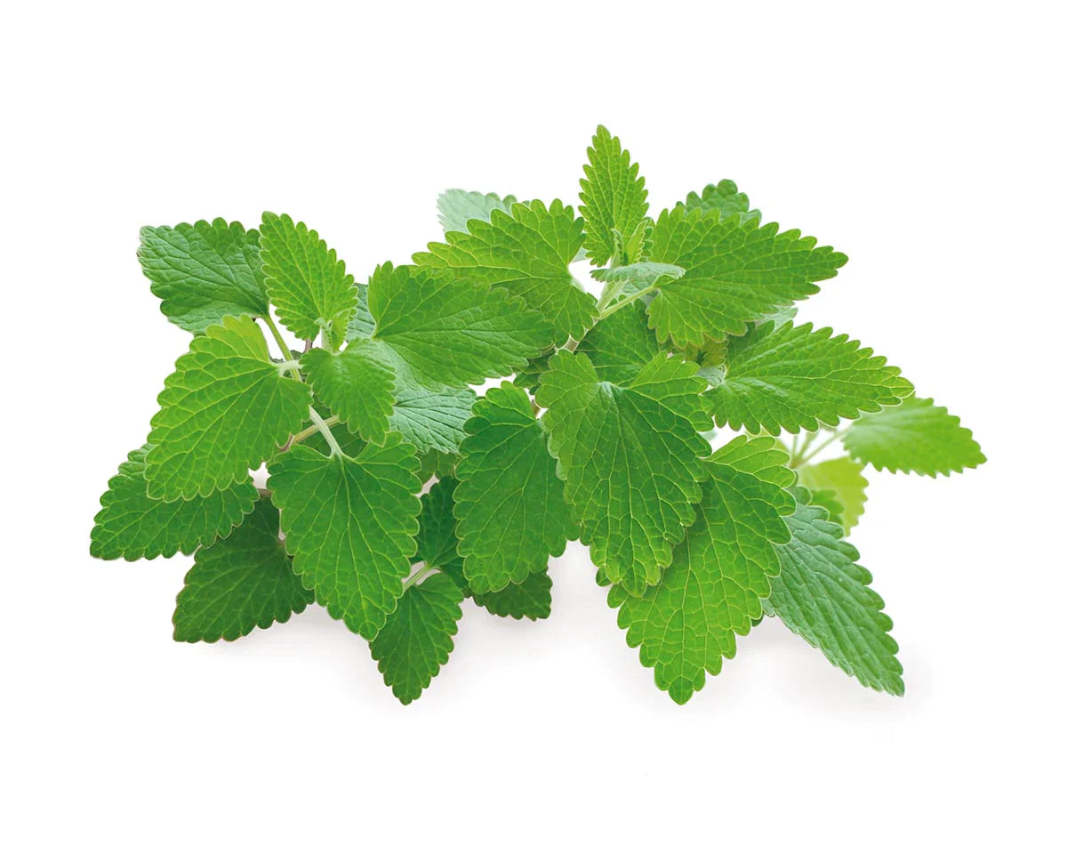 Catnip Plant Pods 24 Pack