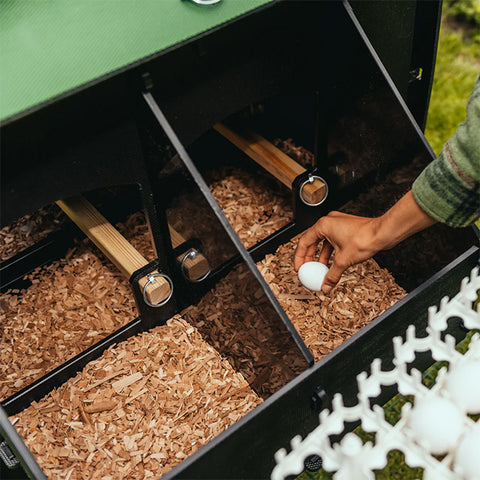 Photo of a woman's hand collecting an egg from the nesting box of a chicken coop