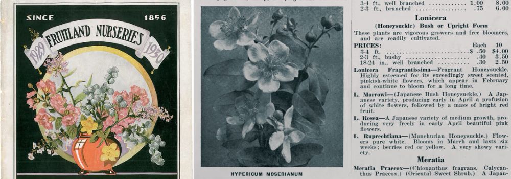Berckmans Fruitland Nurseries Catalog