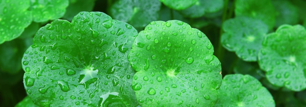 Gotu Kola Plant