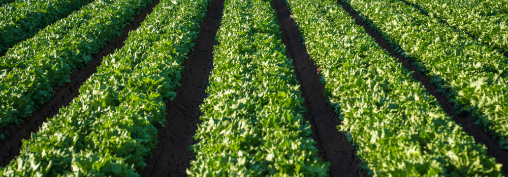 Farm rows of green