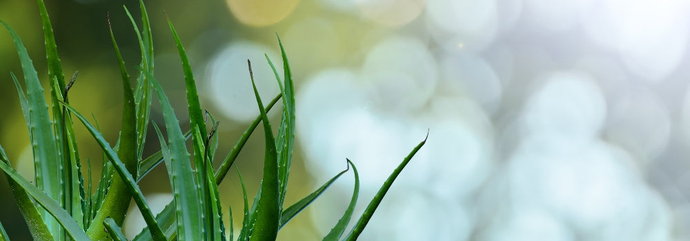 Aloe plant