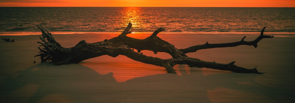 Golden Isles - driftwood beach