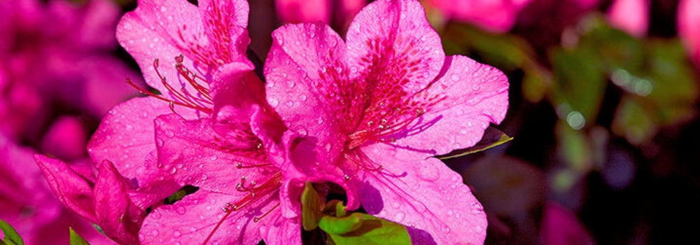 Azalea Flower