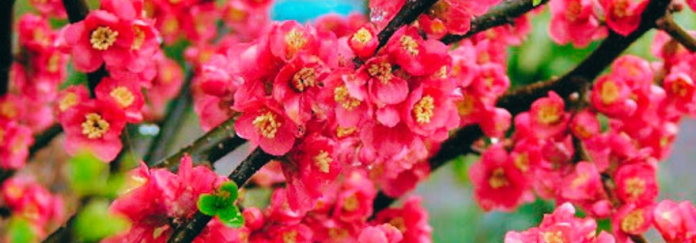 Flowering Peach