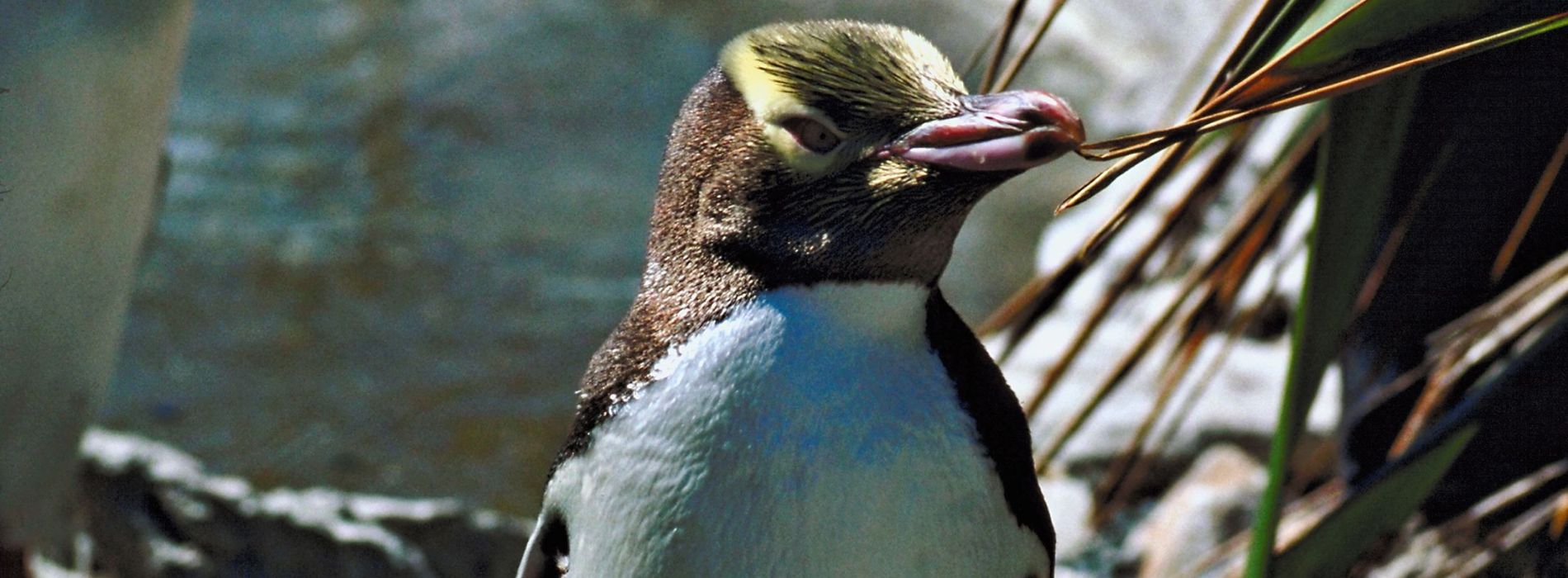 Yellow-eyed-Penguin-eating