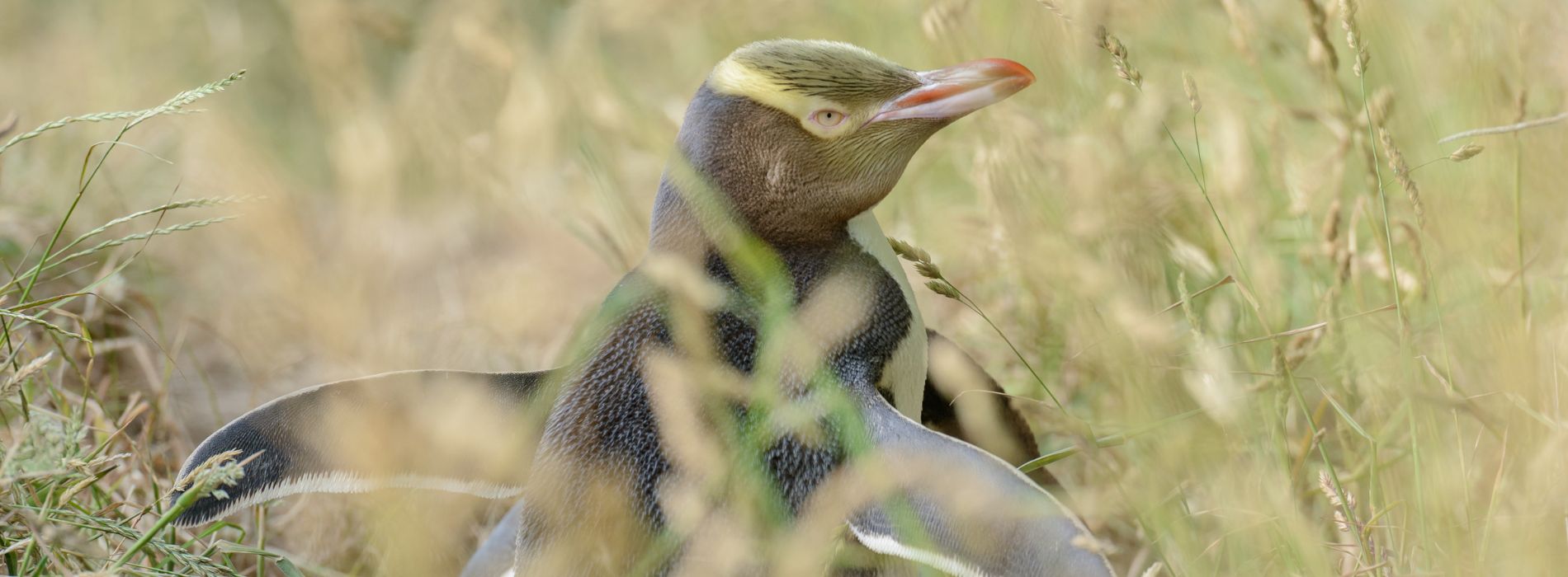 Yellow-eyed-Penguin-in-the-wild