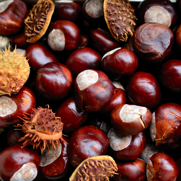 horse chestnuts