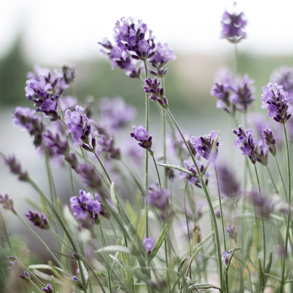 lavender for sensitive skincare