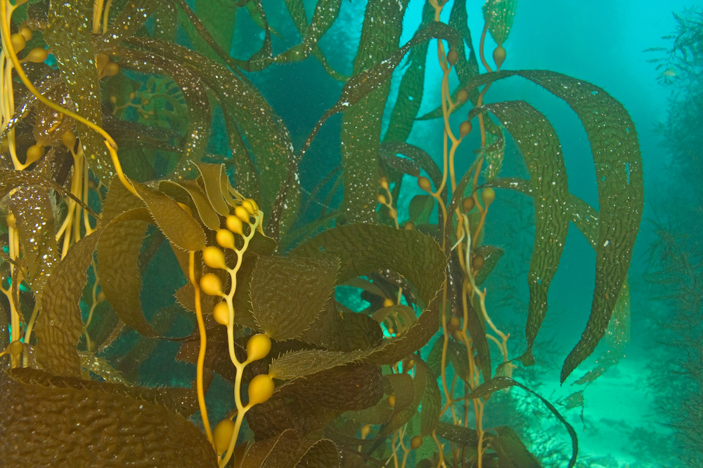 sea kelp under the ocean