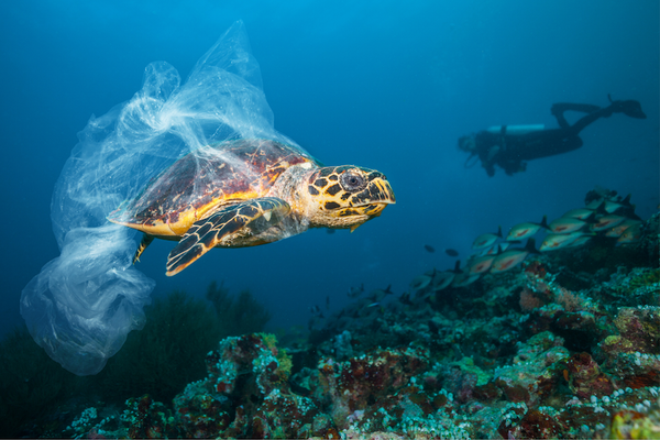 sea turtle wrapped in a plastic bag