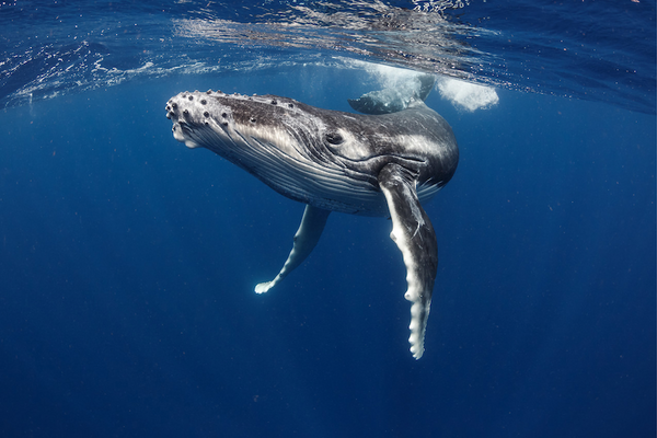 whale swimming in the ocean