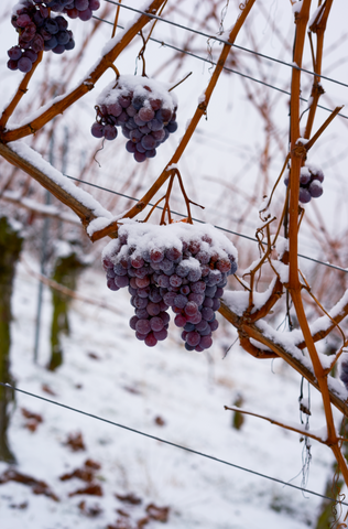 vin de glace vin up lift produit joayo 