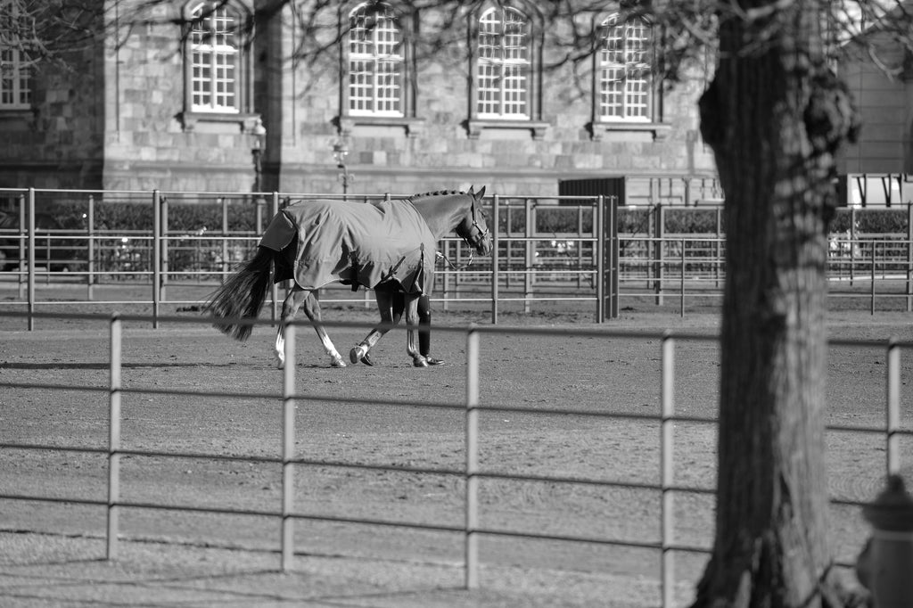 dækken på dansk varmblods hest