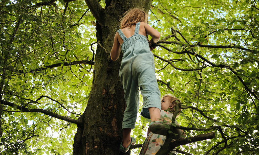 climbing tree Green Farm Kent