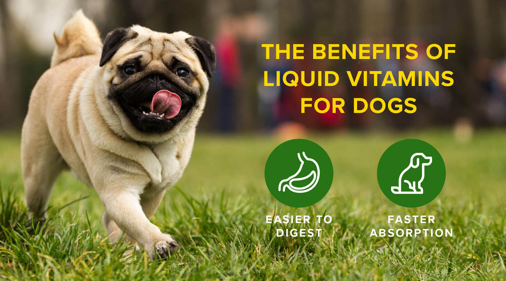 The Benefits of Liquid Vitamins for Dogs