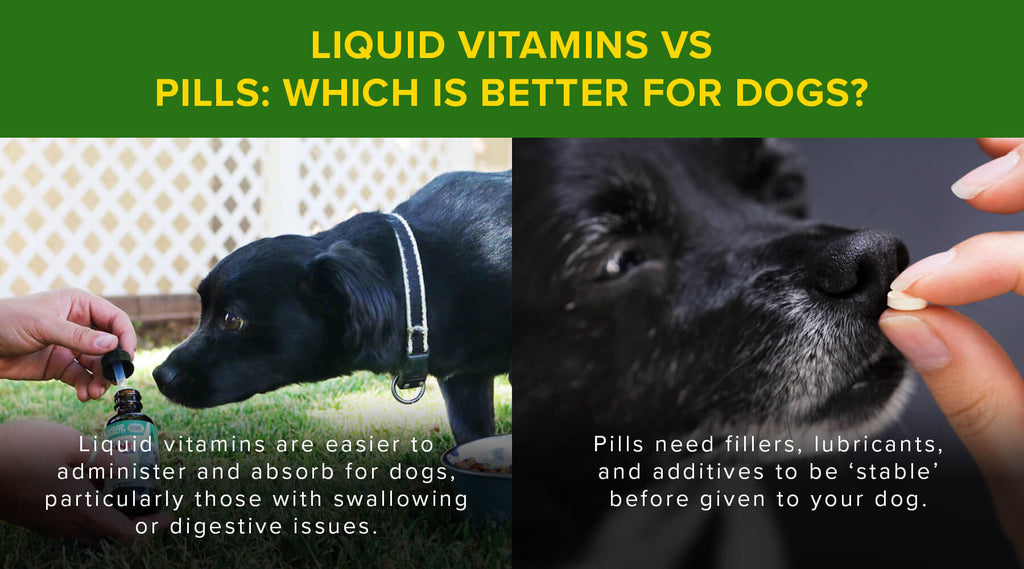 Liquid Vitamins vs. Pills: Which is Better for Dogs?