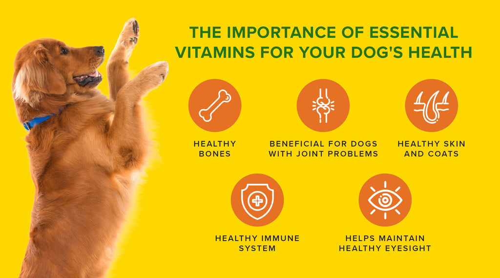 The Importance of Essential Vitamins for Your Dog's Health