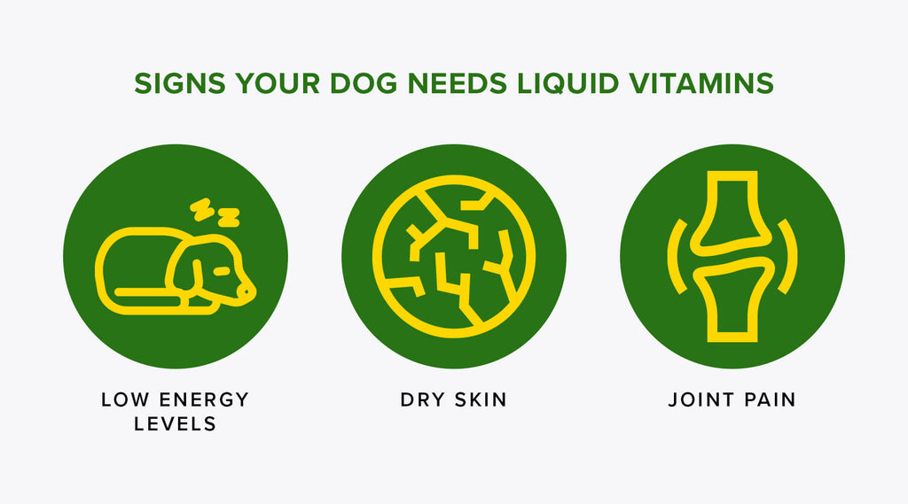 Signs Your Dog Needs Liquid Vitamins