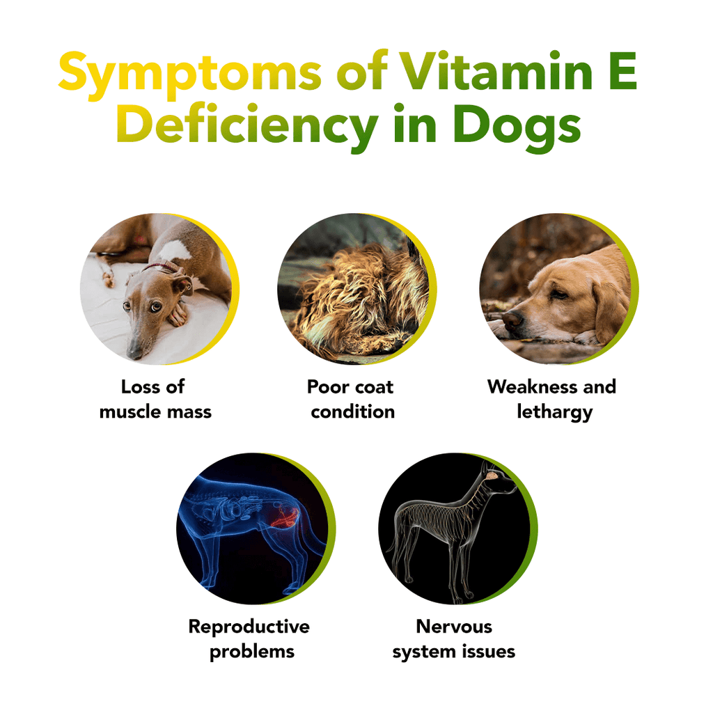 Vitamin E Deficiencies in Dogs