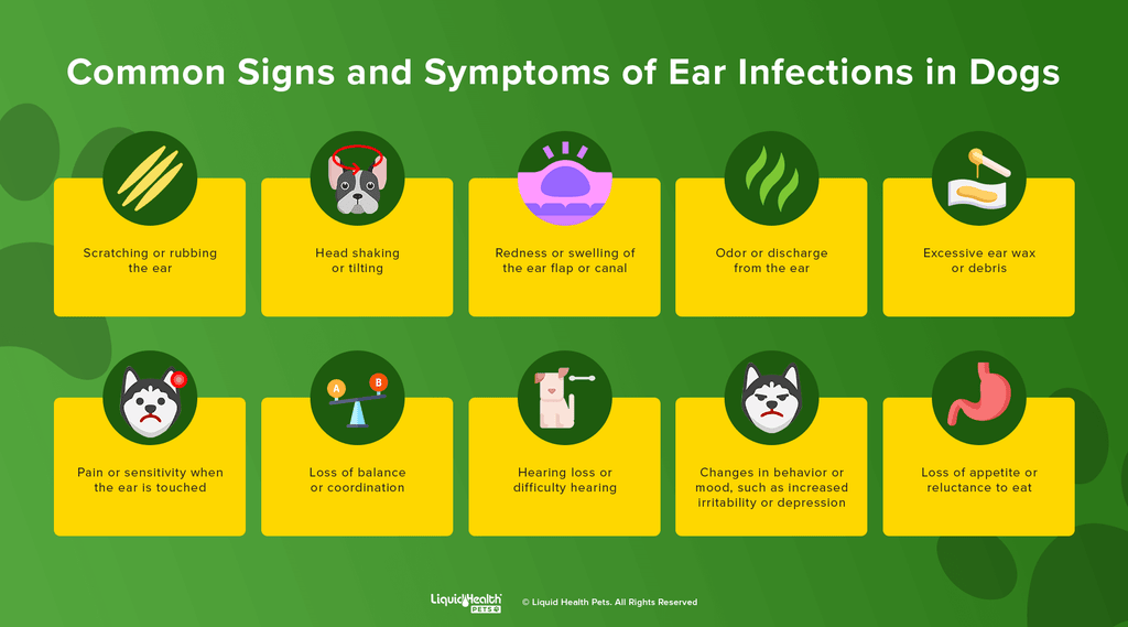 dog ear infections