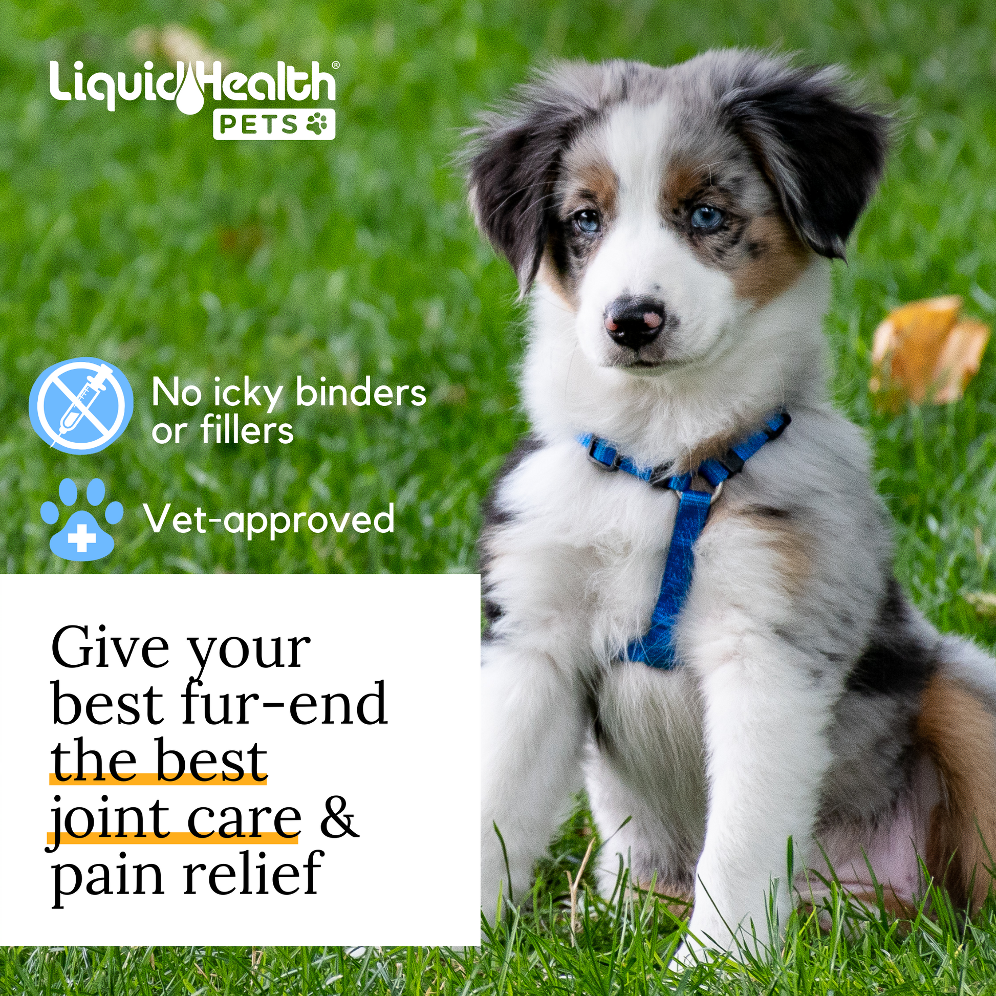 what is a good joint supplement for dogs