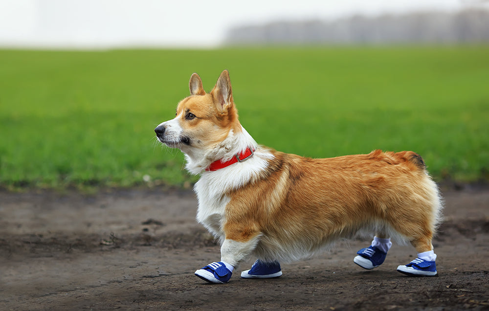 Dog boots work to protect your fur babies paws and prevent injury from cold and hot weather as well as glass or other sharp objects that may get lodged in their paws from uneven terrain, rocky roads, or city streets. Soft paws need protection and dog boots are a great option.