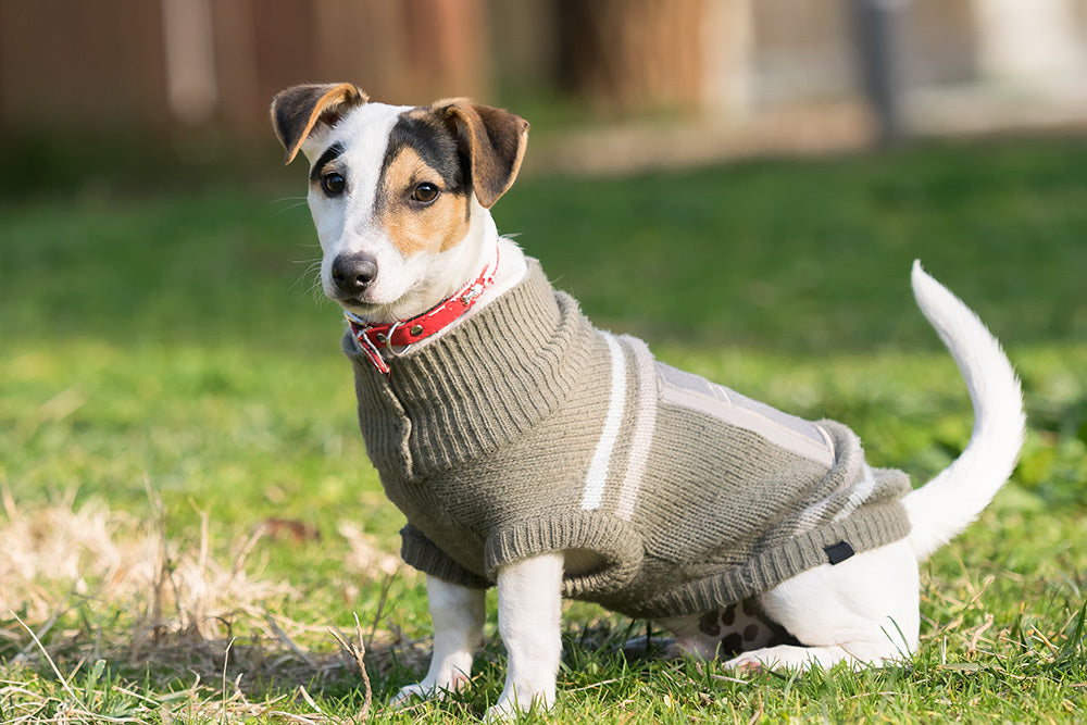 dog sweater with good fit on cool day