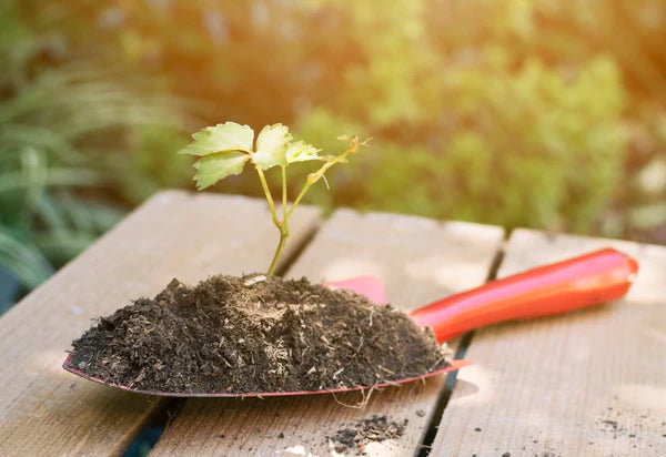 Planting a seed Plant Shovel