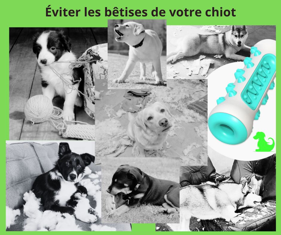 Brosse à dents pour chien qui peut aider le comportement de votre chien