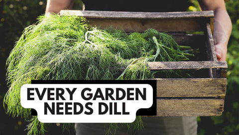 how to grow dill in your garden