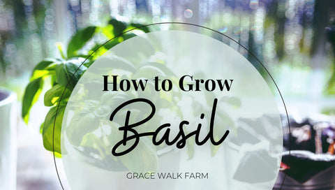 how to grow basil for beginners