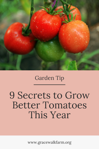 secrets to grow better tomatoes