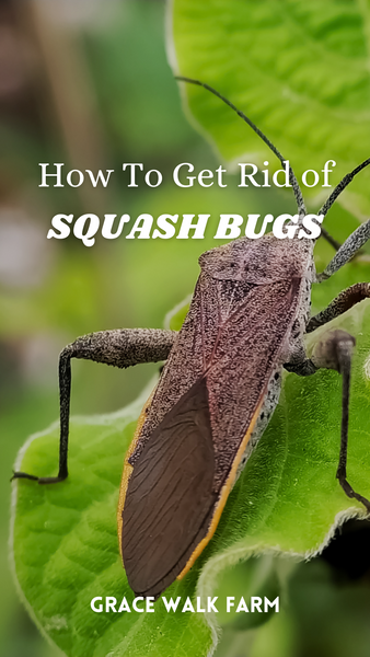 how to kill squash bugs