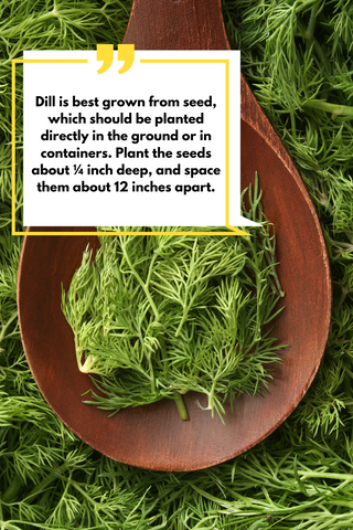 how to plant dill