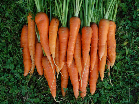 companion plants for carrots