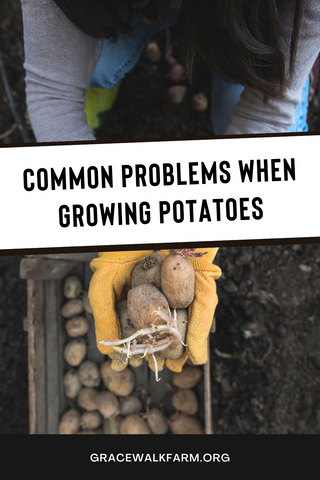 common problems when growing potatoes