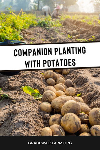 companion planting with potatoes