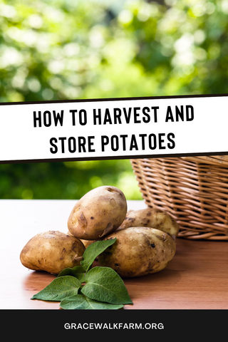 how to harvest and store potatoes