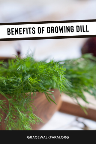 benefits of growing dill