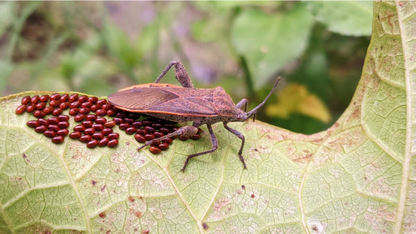 what do squash bugs look like