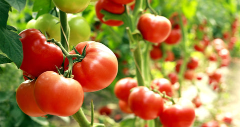 tomato plant trellises