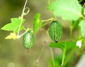 How to Grow and Eat Cucamelons?