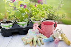 How To Start Your Backyard Garden