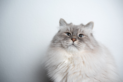 Hair Extensions: A Human Nod to Cat Fur's Natural Diversity Inherent Beauty in Cat Fur Diversity