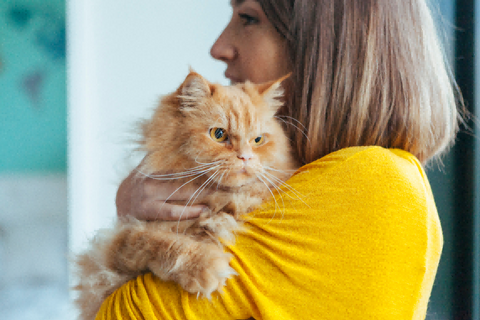 Choosing the Perfect Cat Accessories The Importance of Comfort