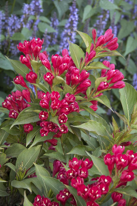 weigela dark horse