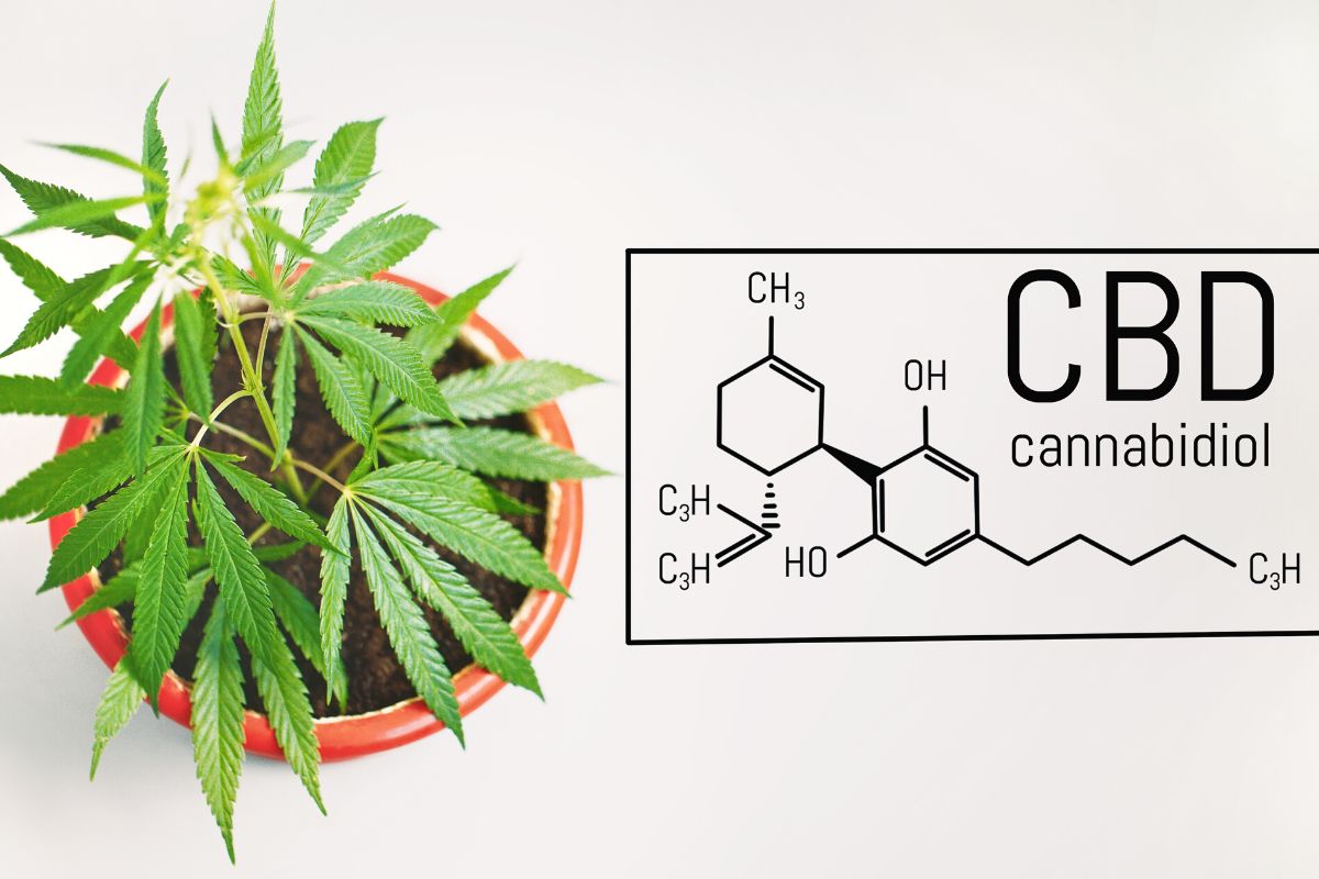 cannabidiol